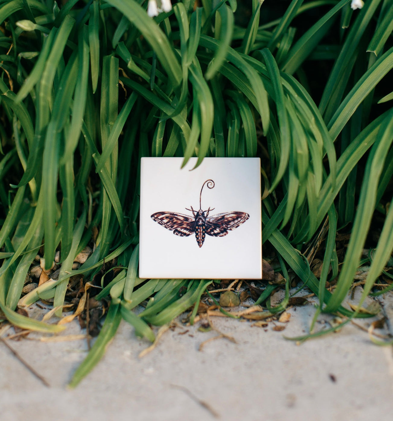 The Bug Collection - The Moth