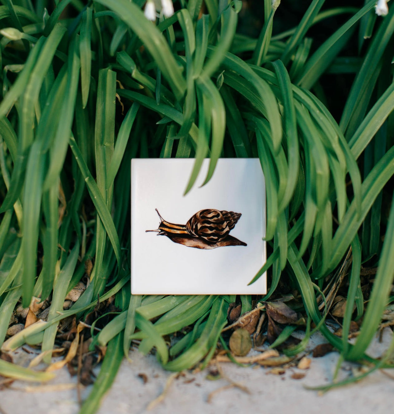 The Bug Collection - The Snail