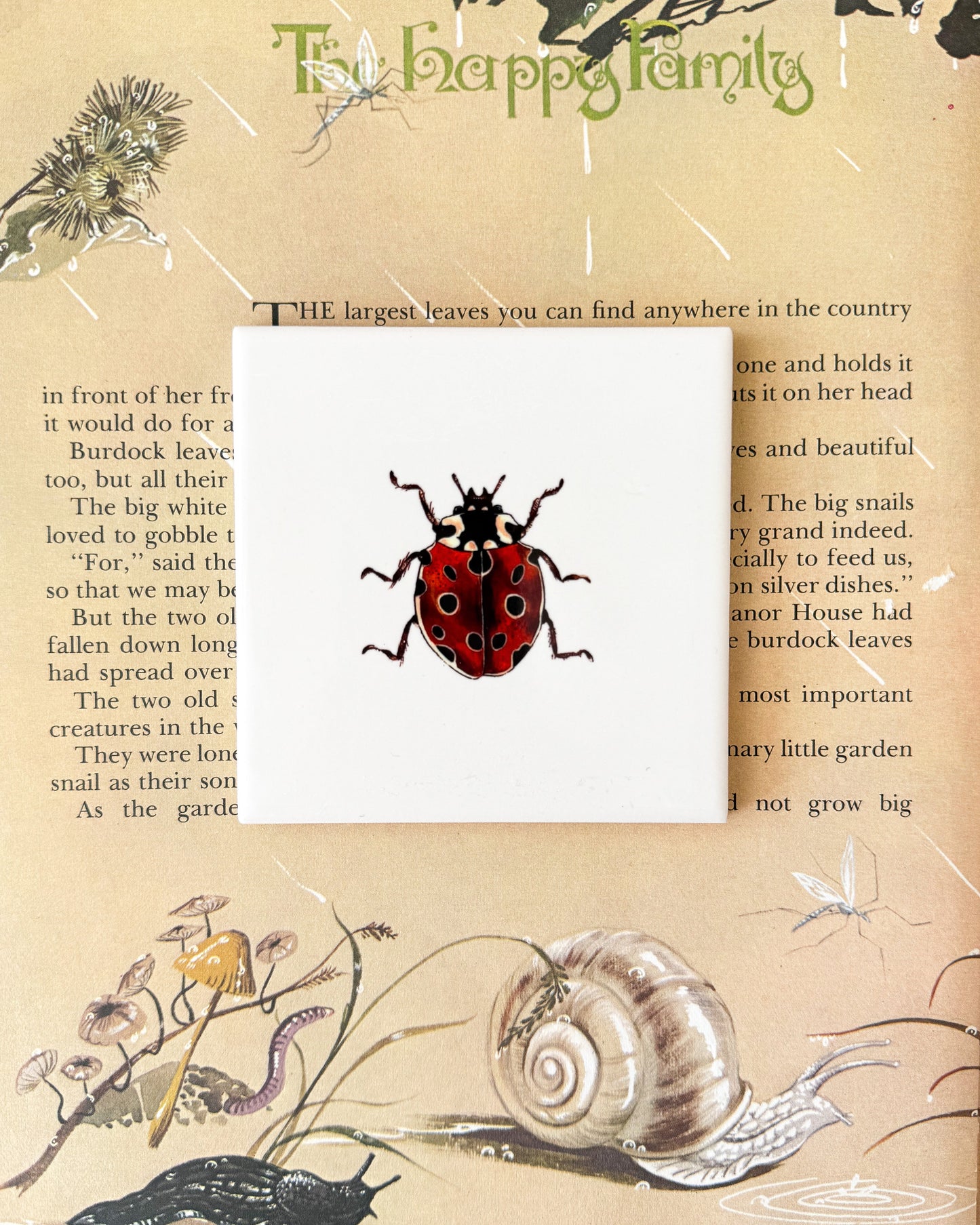 The Bug Collection - The Ladybird