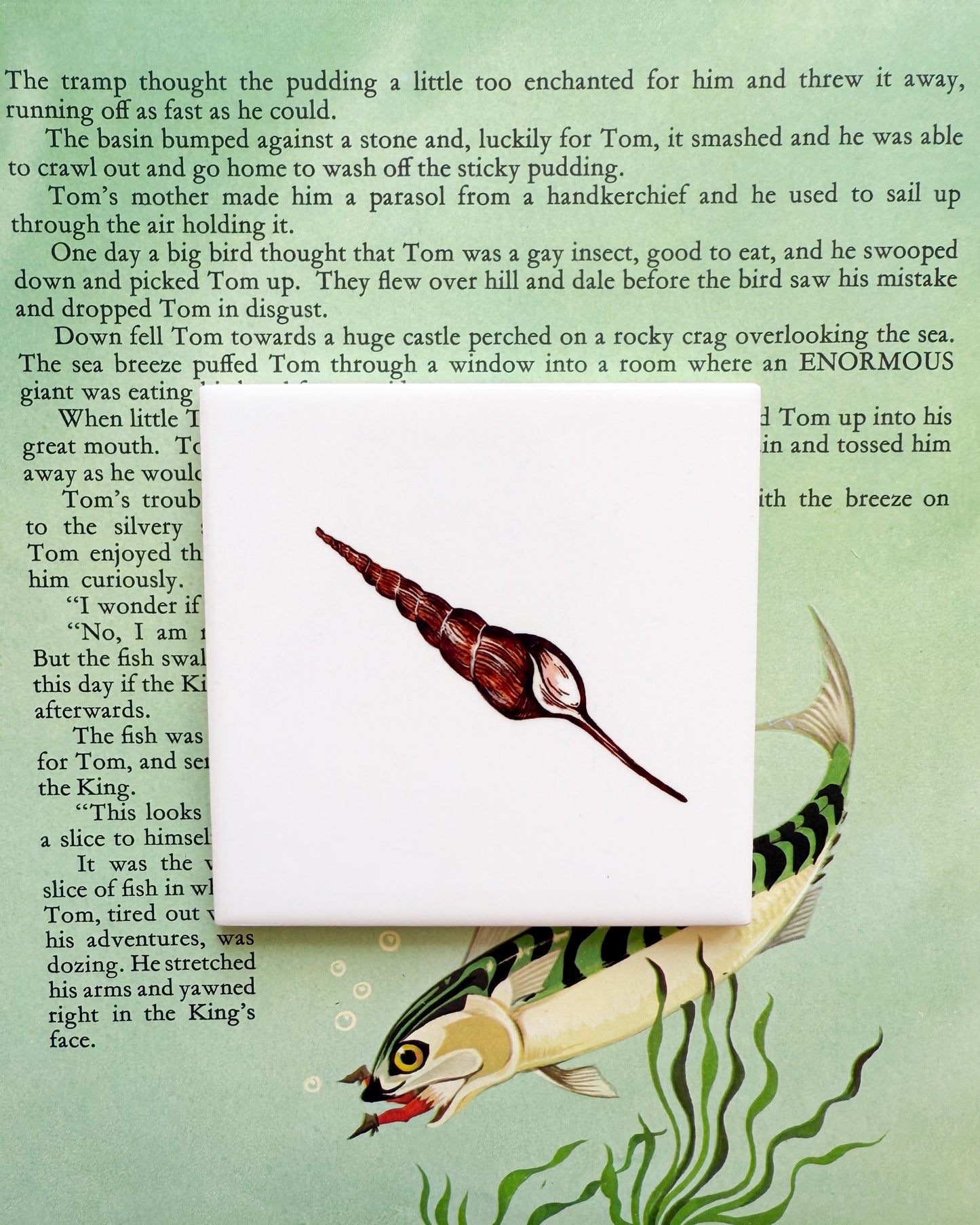 The Shells - The Turritella