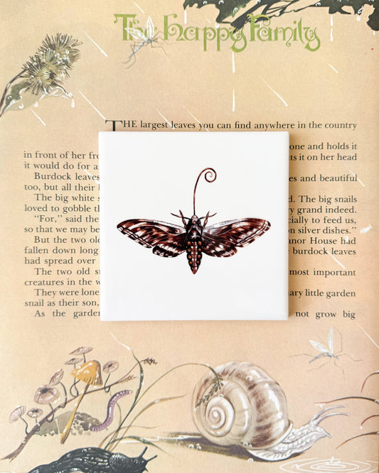 The Bug Collection - The Moth