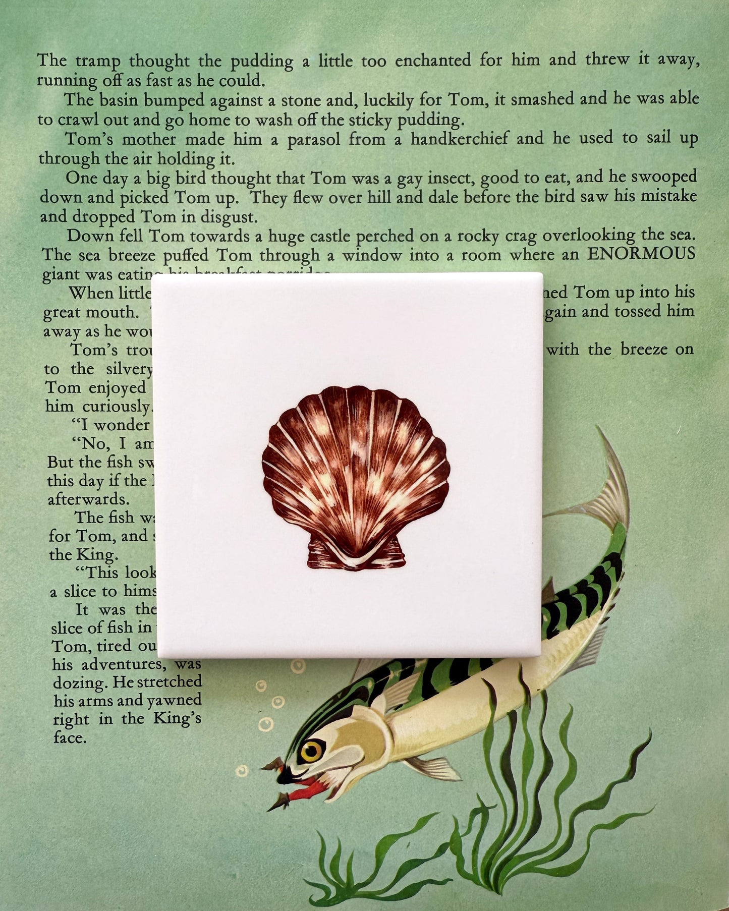 The Shells - The Scallop