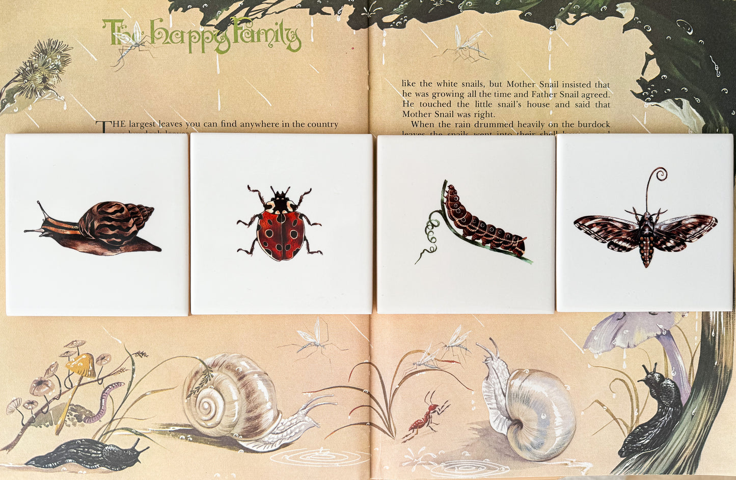 The Bug Collection - The Ladybird
