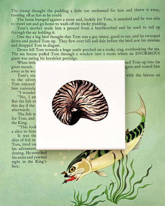 The Shells - The Nautilus