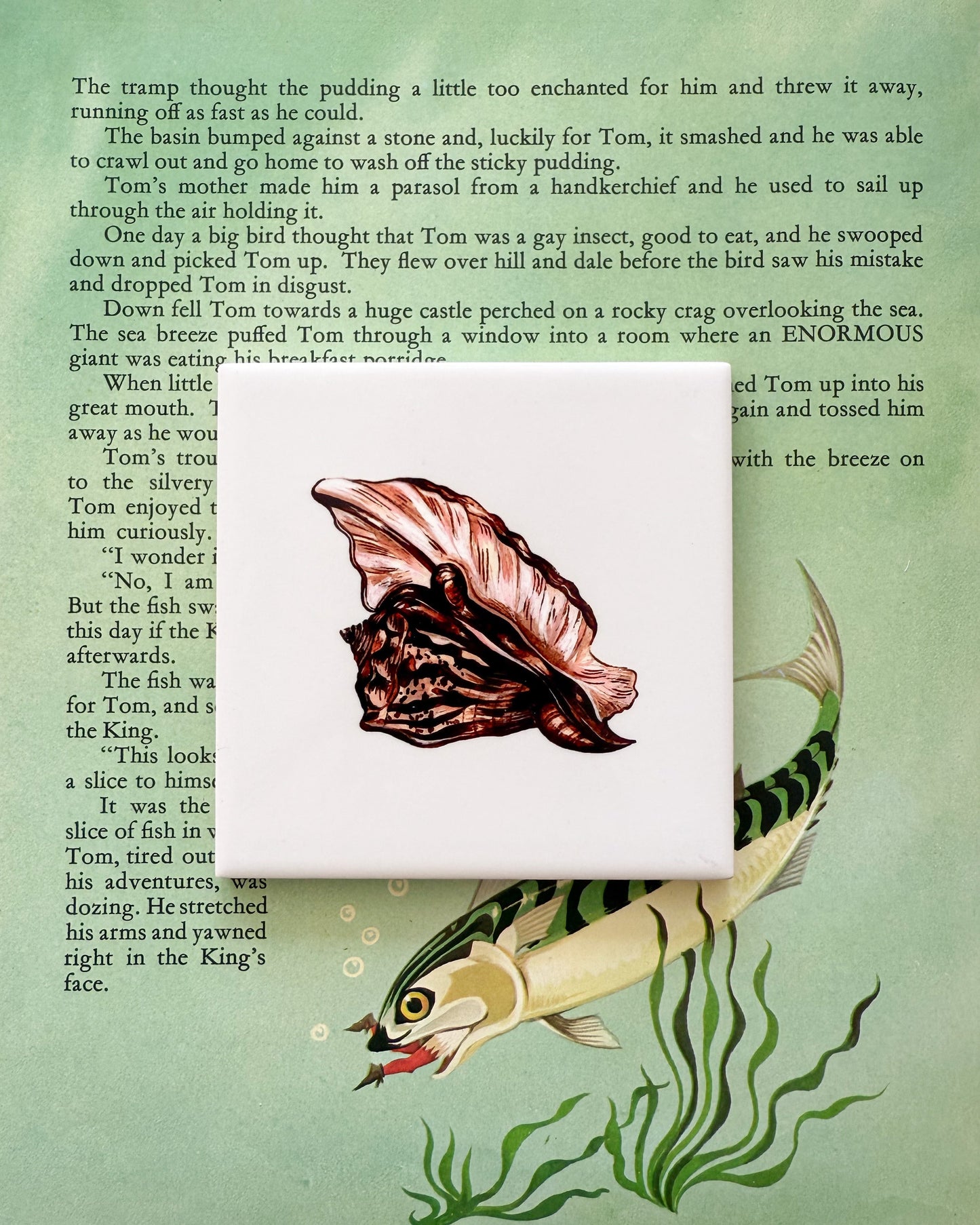 The Shells - The Queen Conch