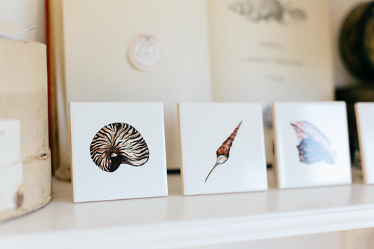 The Shells - The Queen Conch