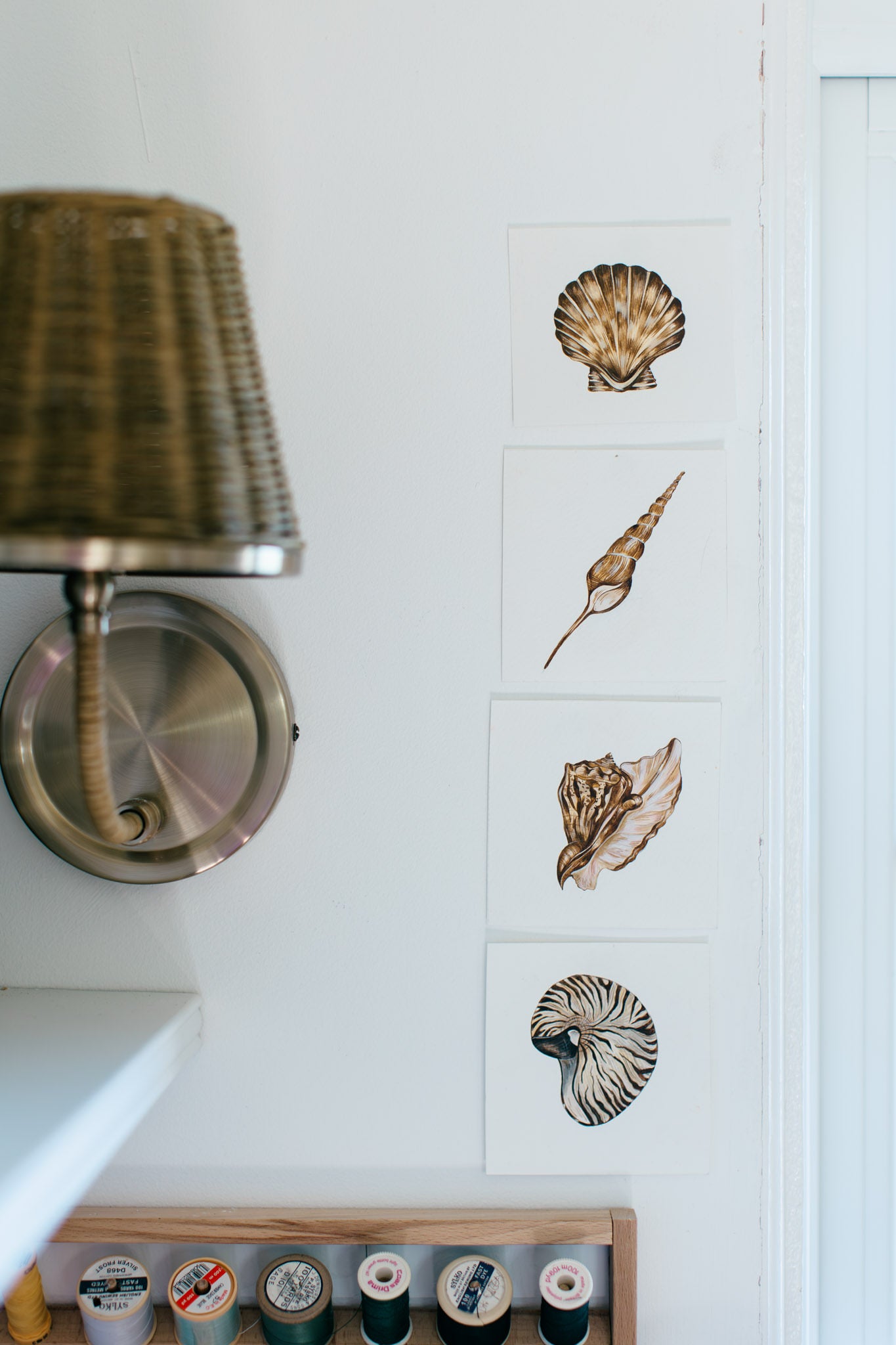 The Shells - The Turritella