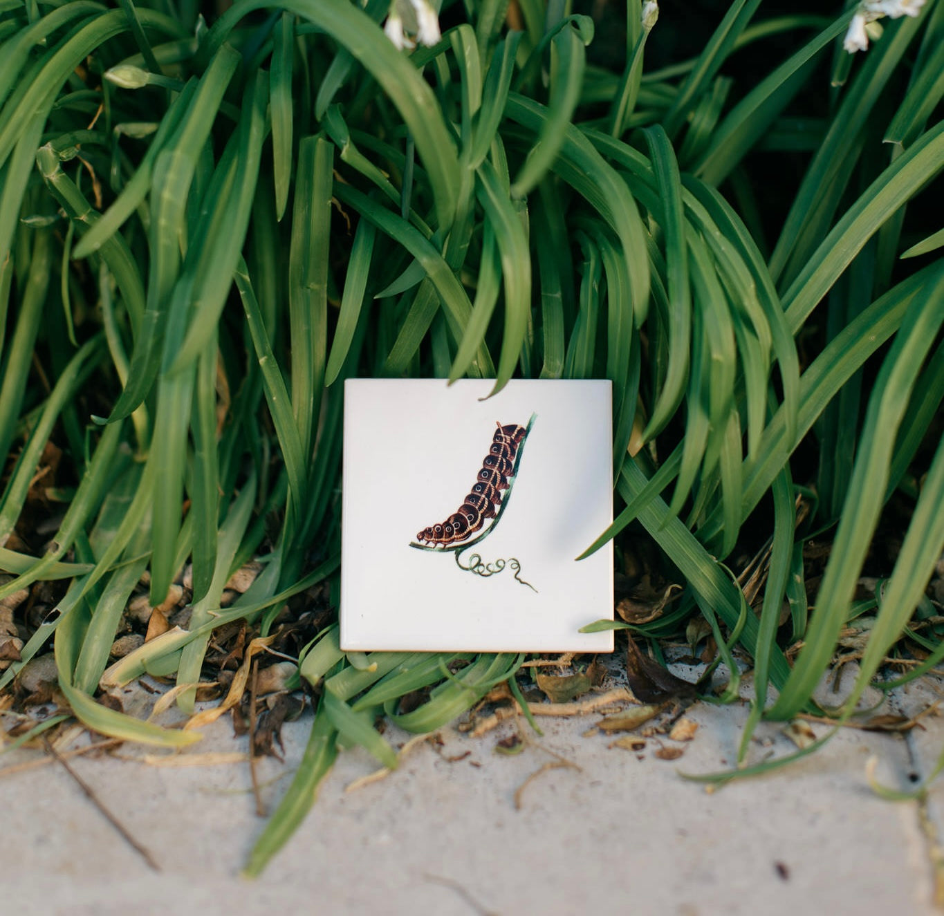 The Bug Collection - The Caterpillar