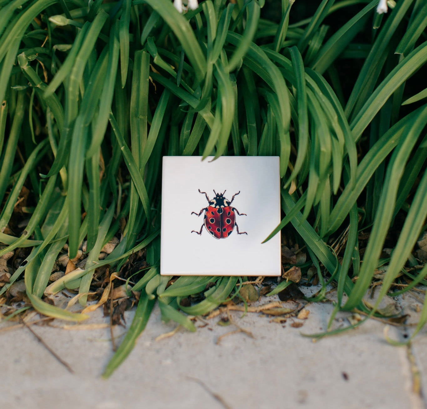 The Bug Collection - The Ladybird